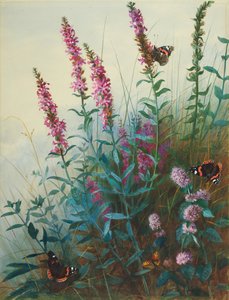 Liatris y menta acuática, c.1910-20 de Archibald Thorburn